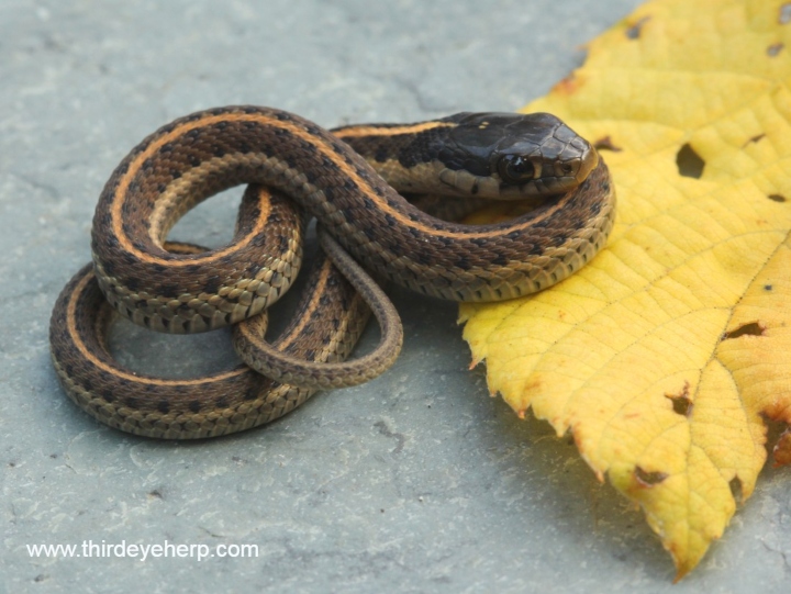 Coast Garter Snake